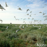 Sandwich Tern (Sterna sandvicensis)