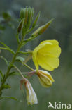 Small-flowered Early Primrose (Oenothera erythrosepala)