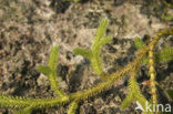 Grote wolfsklauw (Lycopodium clavatum) 