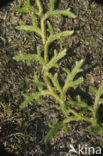 Grote wolfsklauw (Lycopodium clavatum) 