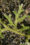 Grote wolfsklauw (Lycopodium clavatum) 