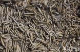 Sword razor (Ensis arcuatus)