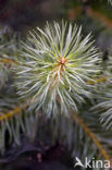 Scots Pine (Pinus sylvestris)