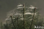Scots Pine (Pinus sylvestris)