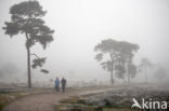 Grove den (Pinus sylvestris)