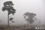 Grove den (Pinus sylvestris)