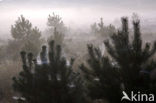 Scots Pine (Pinus sylvestris)