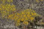 Common goldspeck lichen (Candelariella vitellina)