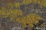 Common goldspeck lichen (Candelariella vitellina)