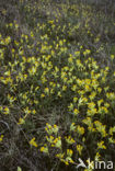 Gulden sleutelbloem (Primula veris) 