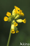 Gulden sleutelbloem (Primula veris) 