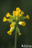 Gulden sleutelbloem (Primula veris) 