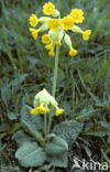 Gulden sleutelbloem (Primula veris) 