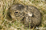Brown Hare (Lepus europaeus)