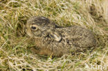Brown Hare (Lepus europaeus)