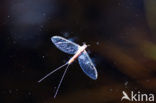 Mayfly