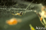 Money spider