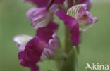 Green-winged Orchid (Anacamptis morio