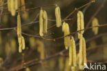 Hazelaar (Corylus avellana)