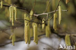 Hazelaar (Corylus avellana)