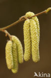 Hazelaar (Corylus avellana)