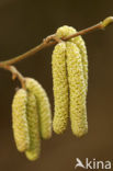 Hazel (Corylus avellana)