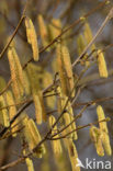 Hazel (Corylus avellana)