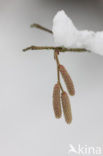 Hazelaar (Corylus avellana)