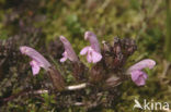 Heidekartelblad (Pedicularis sylvatica) 