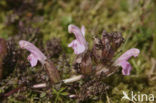 Heidekartelblad (Pedicularis sylvatica) 