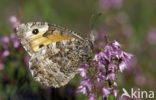 Heivlinder (Hipparchia semele) 