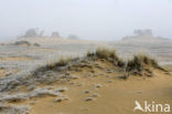 Marram (Ammophila arenaria)