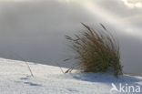 Marram (Ammophila arenaria)