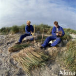 Marram (Ammophila arenaria)