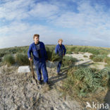 Marram (Ammophila arenaria)