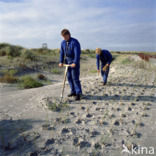 Marram (Ammophila arenaria)