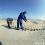 Marram (Ammophila arenaria)