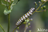 Waterbetony (Cucullia scrophulariae)