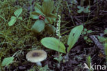 Autumn Lady’s-tresses (Spiranthes spiralis)