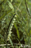 Autumn Lady’s-tresses (Spiranthes spiralis)