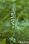 Autumn Lady’s-tresses (Spiranthes spiralis)