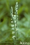 Autumn Lady’s-tresses (Spiranthes spiralis)