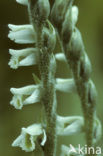 Herfstschroeforchis (Spiranthes spiralis) 
