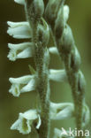 Autumn Lady’s-tresses (Spiranthes spiralis)