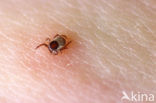 brown dog tick (Rhipicephalus sanguineus )