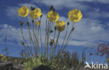 ice poppy (Papaver croceum Ledeb.)