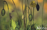 ice poppy (Papaver croceum Ledeb.)