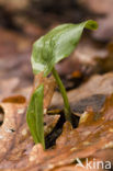 Italiaanse aronskelk (Arum italicum)