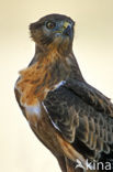 Jakhalsbuizerd (Buteo rufofuscus)