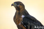 Jakhalsbuizerd (Buteo rufofuscus)